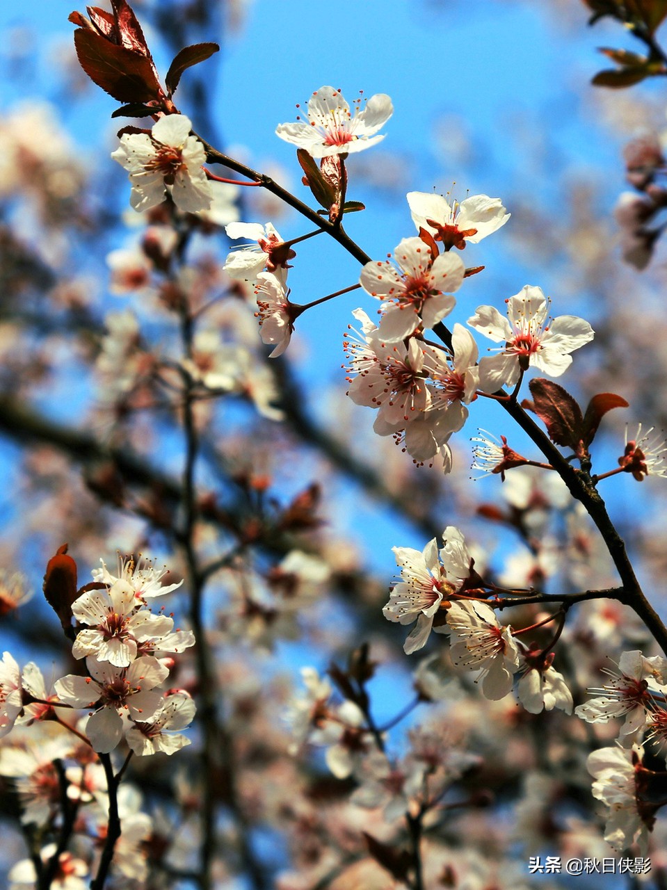 西湖的春天是旅行最美好的季节,走进西湖春天美景