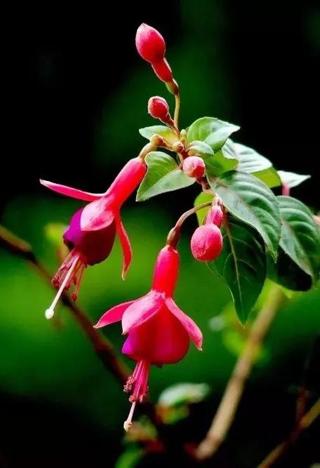 花朵壁纸横版,花朵招财壁纸