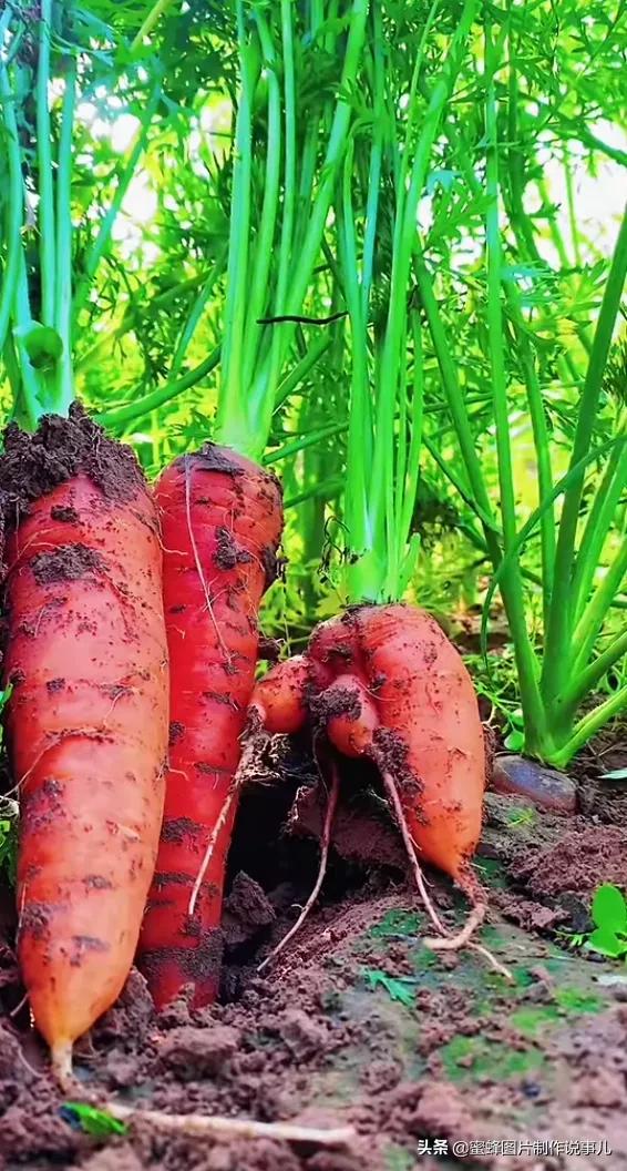 壁纸美图,各种水果,果香四溢,酸甜可口,丰收的喜悦