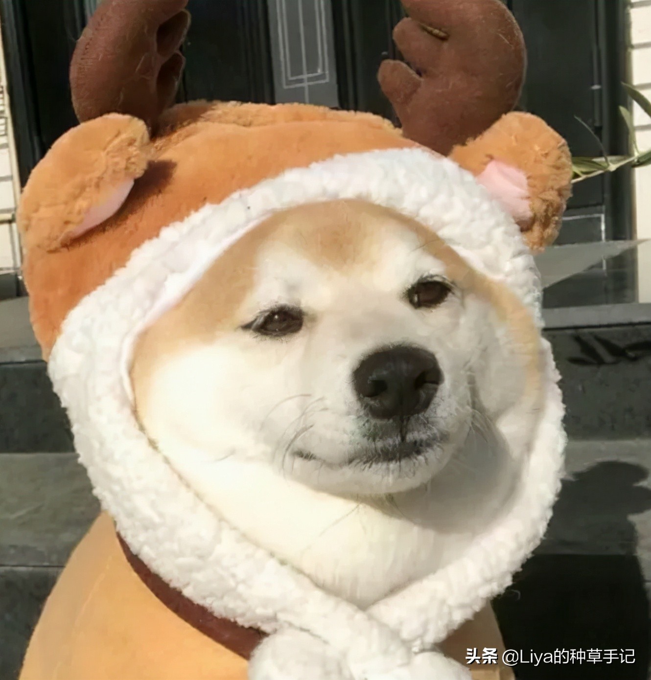 最流行的羊羔毛款式,羊羔绒还流行吗