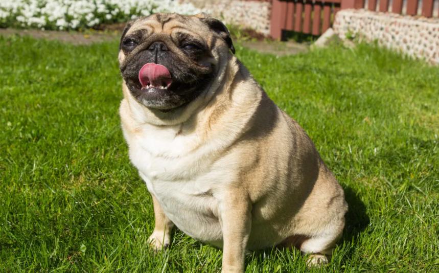 巴哥犬的优点有哪些方面,巴哥犬的优点和缺点及智商