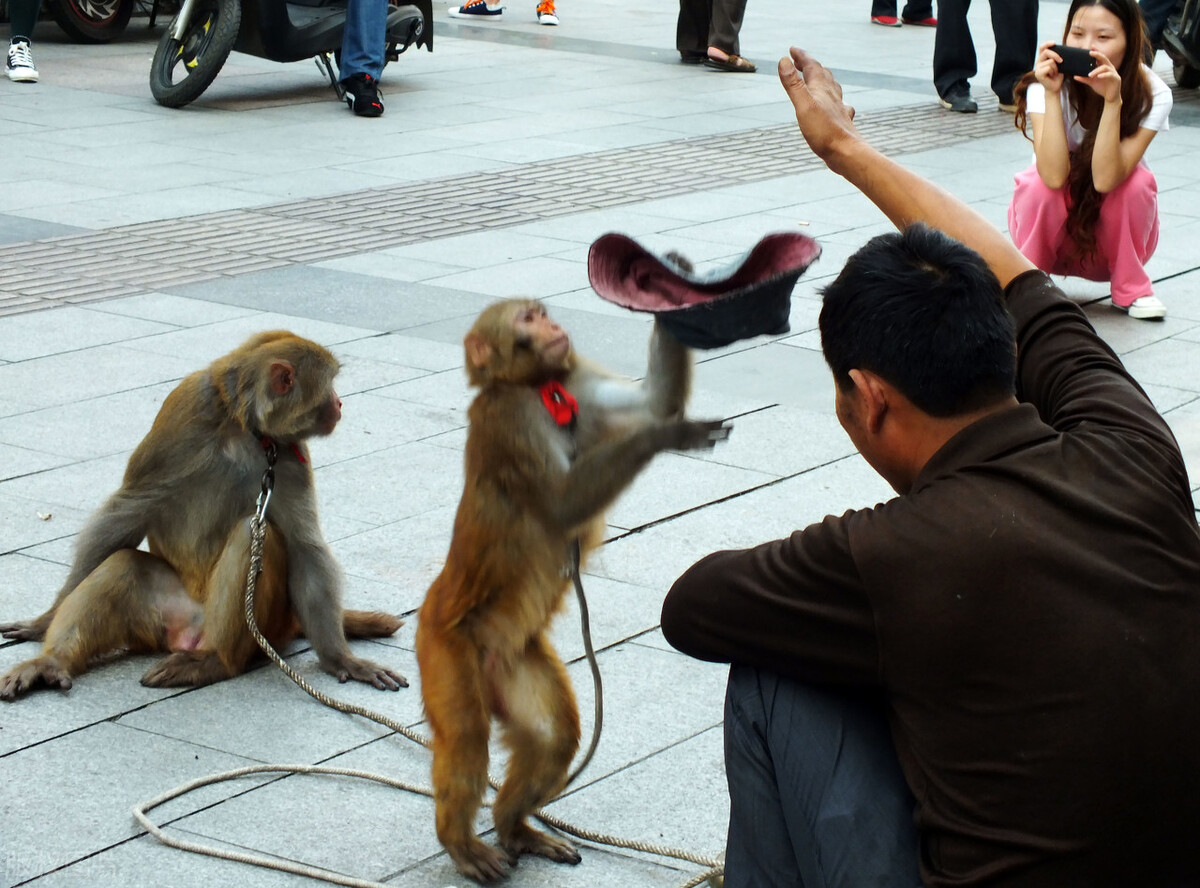 尿素低于多少会出现波动,尿素价格还会便宜吗