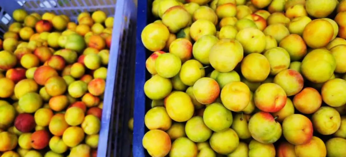 李杏的种子能种吗,杏李栽培要点