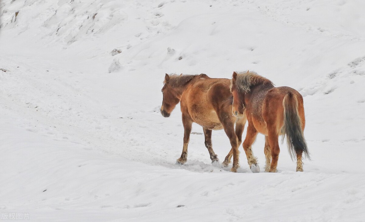 冬日武隆攻略，重庆武隆仙女山冬季二日游攻略-时间、门票及路线