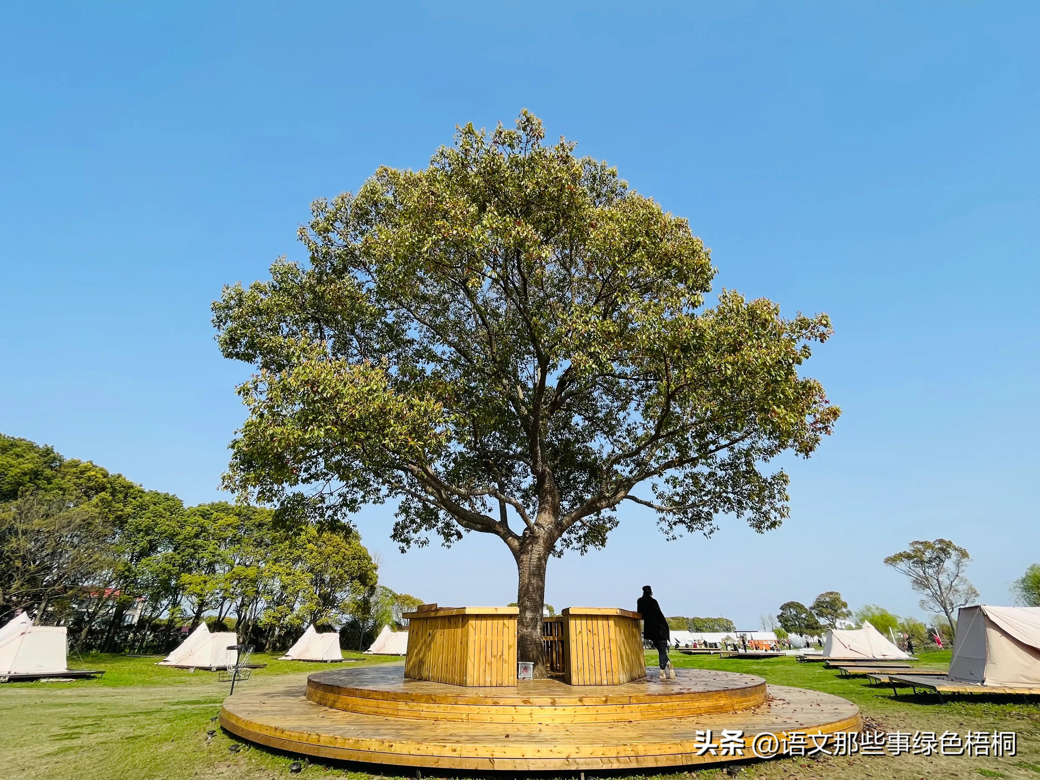 桃花节南汇红窑开幕式,老港红窑桃花节