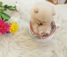 十大不建议新手养的狗,什么狗最好养又听话又便宜小型犬