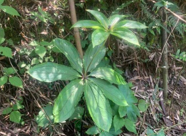 在野外遇到猛兽该怎么自救沙雕,教你在野外遇到鳄鱼怎么应对