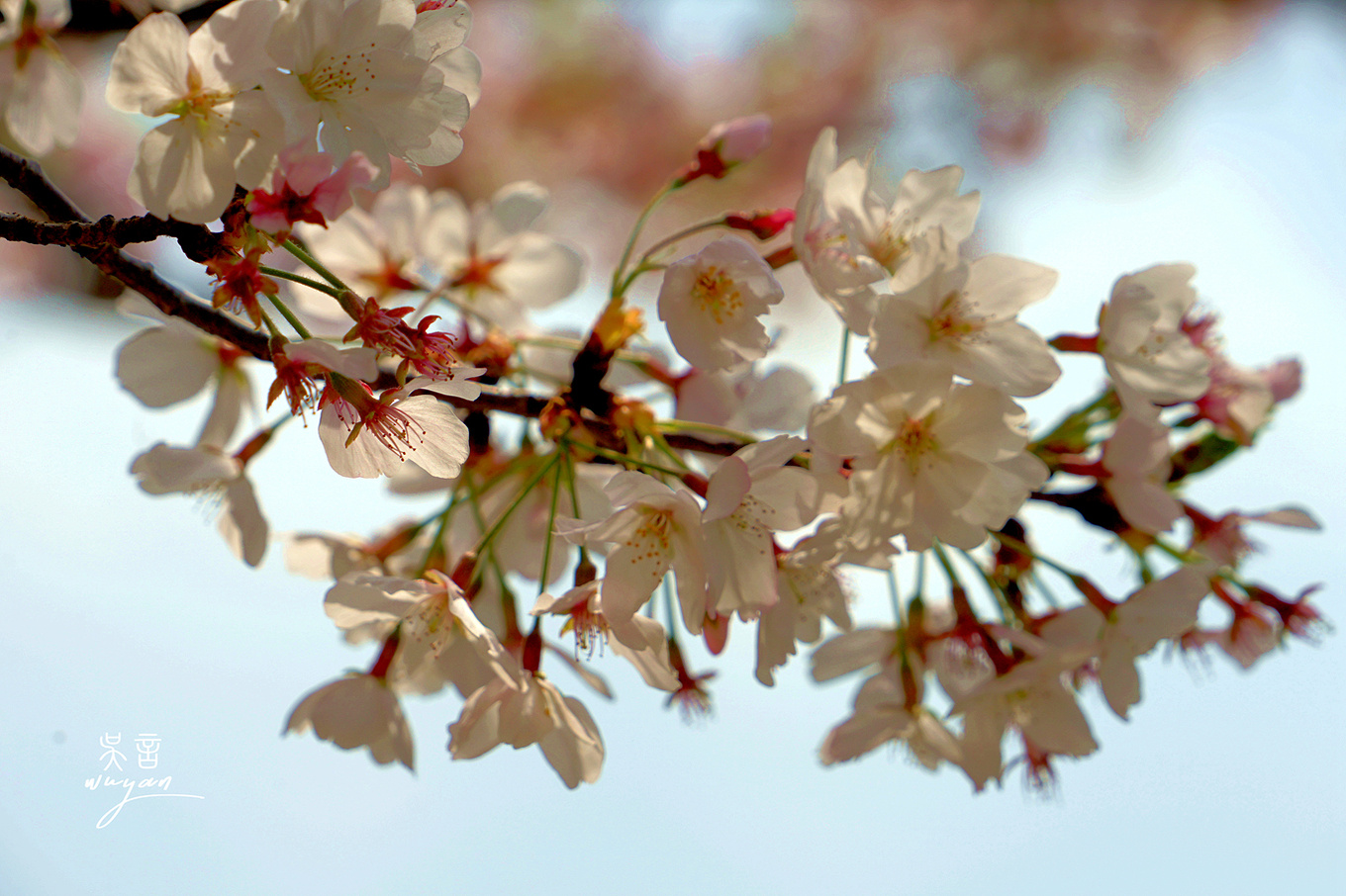 武汉看樱花半日游,武汉看樱花一日游