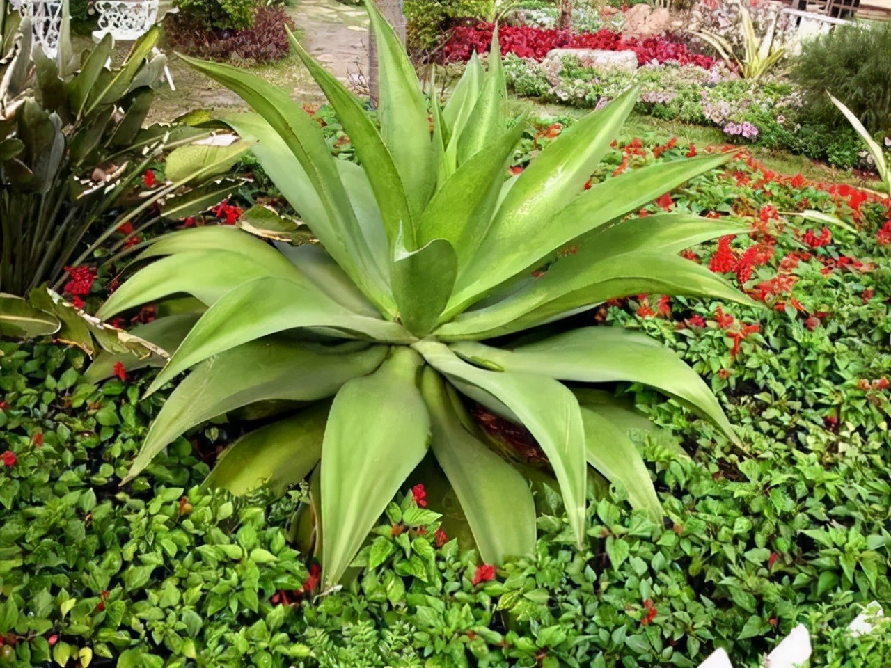 百种鲜花图片欣赏,十种最美丽的鲜花