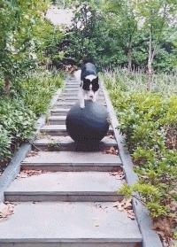 这6种“渣男”狗,惨遭曝光,你家的有被“锤”吗?