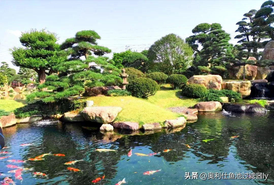 锦鲤鱼池该不该清除藻类,锦鲤鱼池绿藻多还用不用em菌