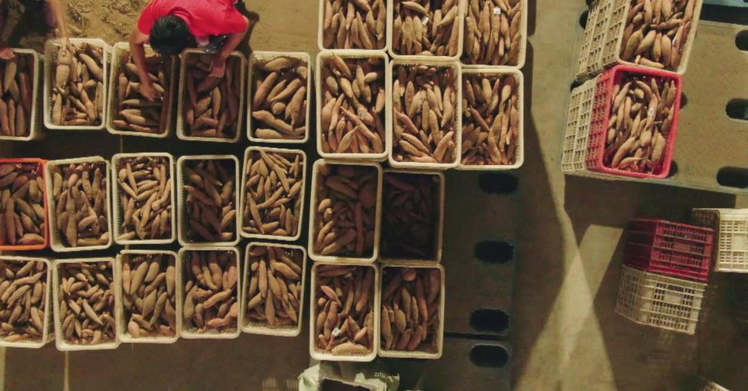 地瓜的盈利模式,地瓜如何销售市场