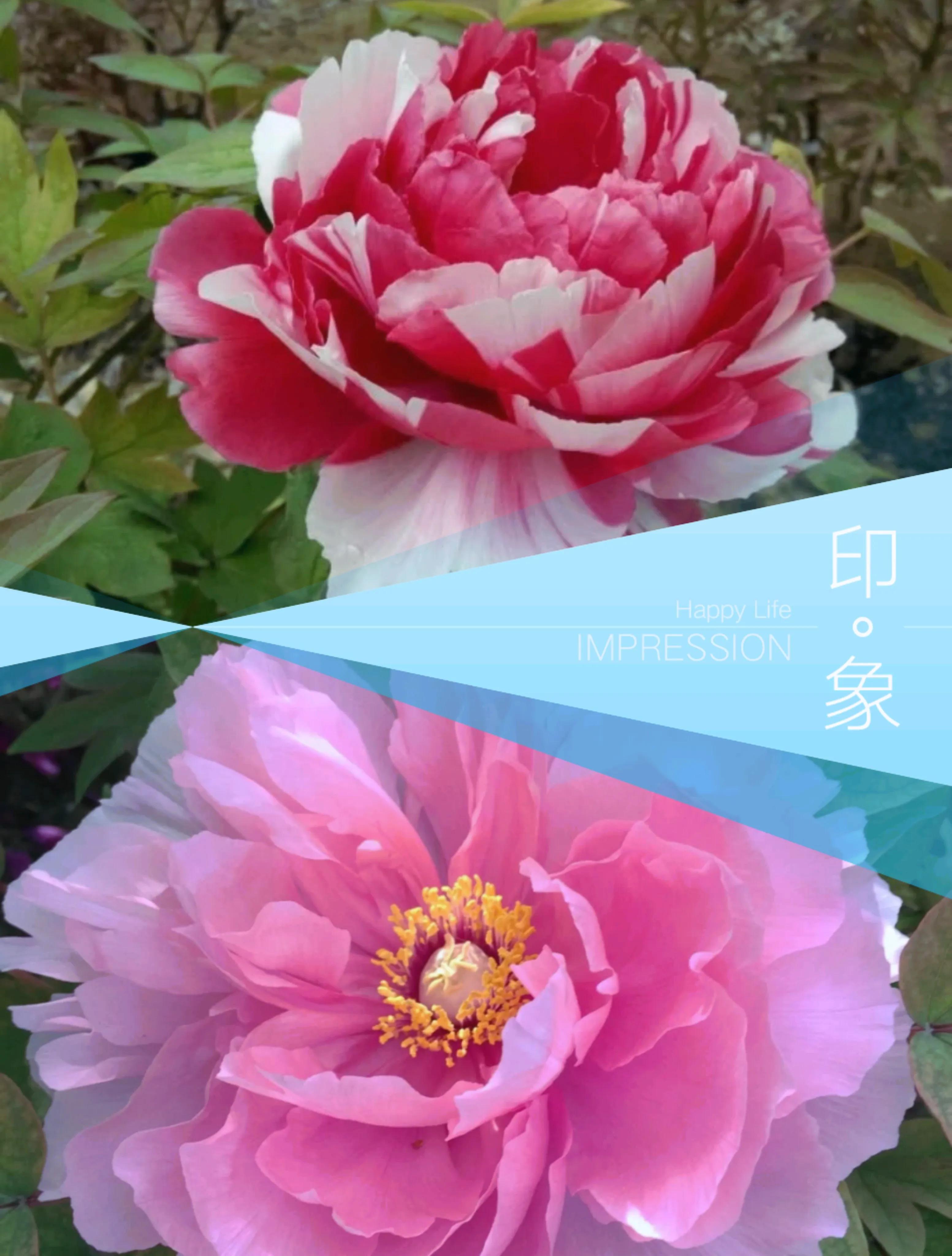 中国十大玫瑰花,十大玫瑰花排行榜