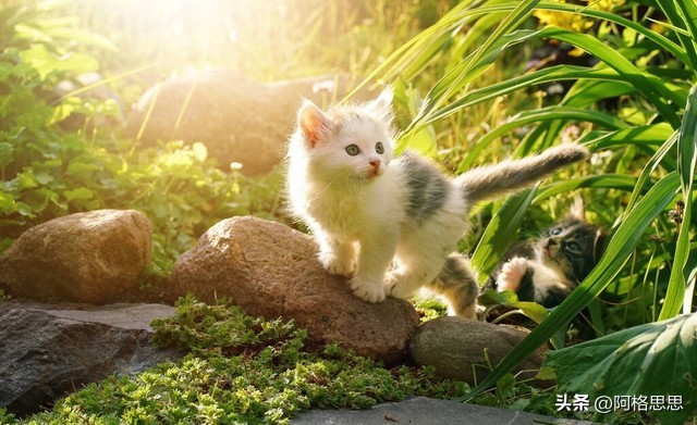 猫咪夏天晚上中暑,夏天猫咪热有什么降暑方法