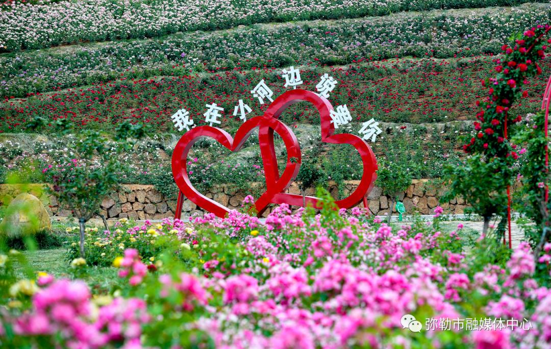 玫瑰开出“新希望”我州这个村致富有“花”招