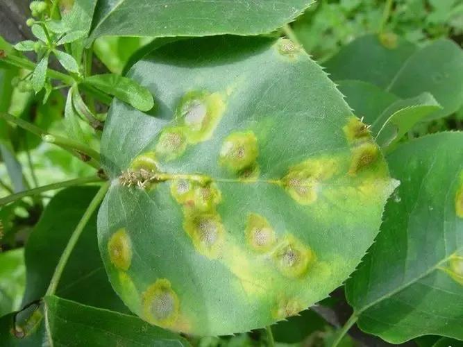 梨树会生的病以及治理方法,梨树斑点落叶病和褐斑病区别