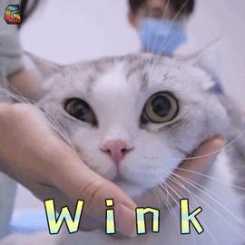 哪种猫最通人性好看又好养,猫界中最通人性的几种猫你养了吗