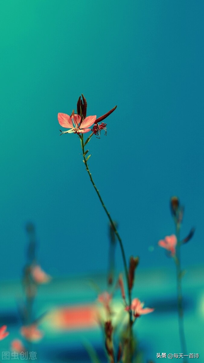 头条上的诗词小组,头条诗词交流小组