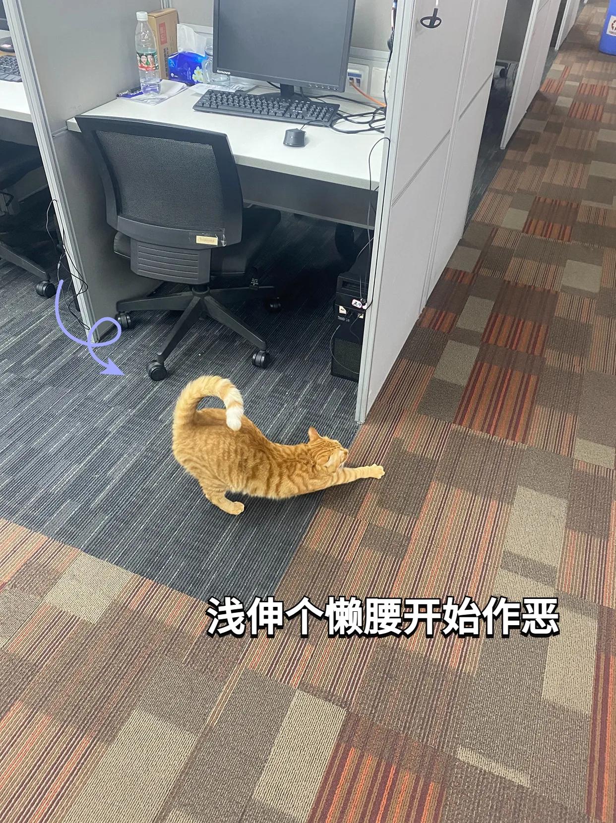 千万别带猫上班,能带猫咪上班的公司