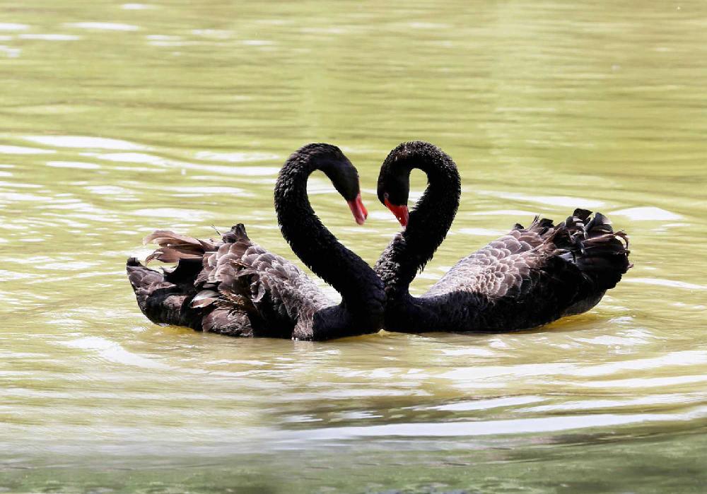 由一只蝙蝠带来的思考,黑天鹅是什么原因造成的