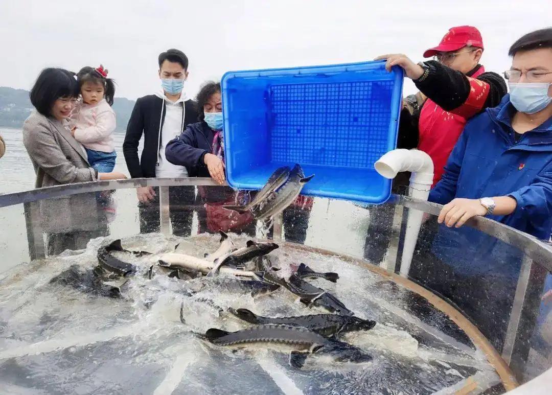 野外灭绝长江鲟现身,野外灭绝的长江鲟为何再次现身