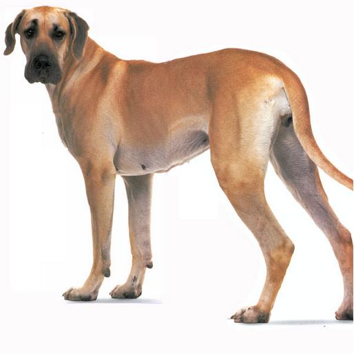 世界十大警犬排名,世界最知名的十大警犬