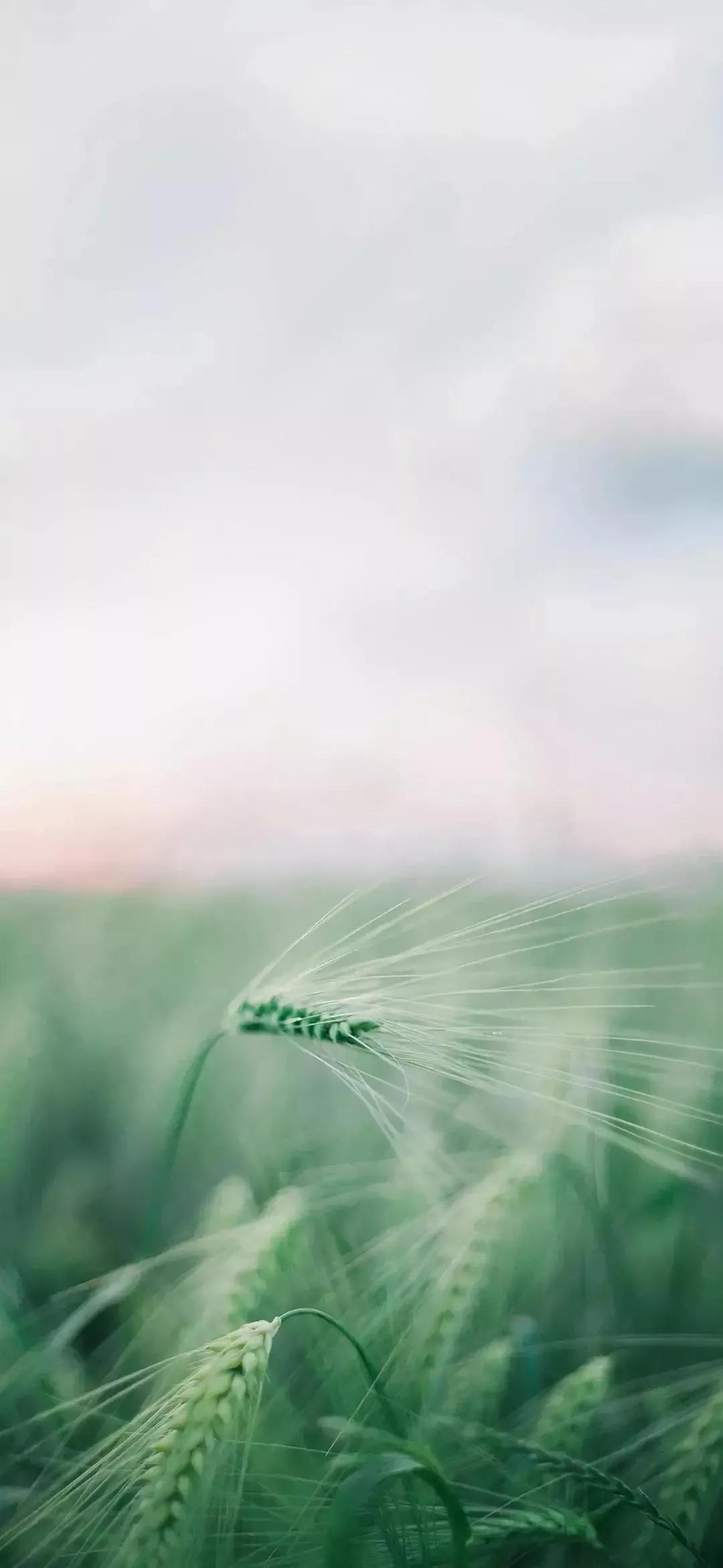 高清壁纸图片全屏干净高级,男士专用黑色美女全屏壁纸