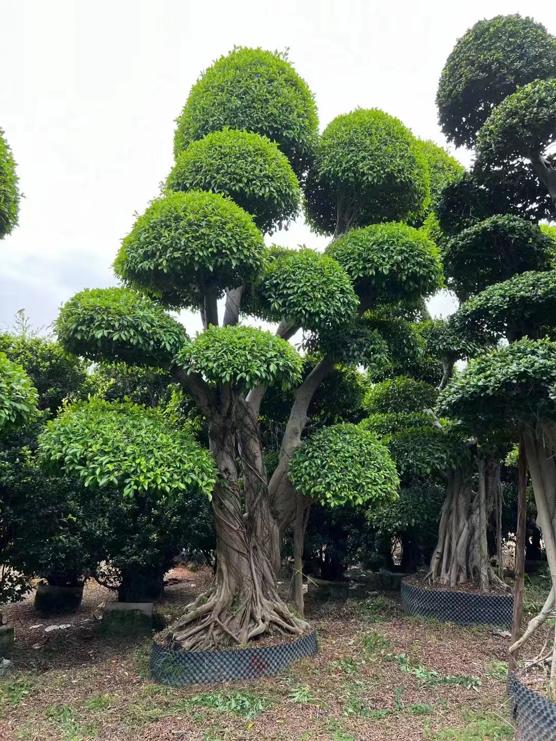 榕树是怎样播种的,榕树种子育苗详细教程