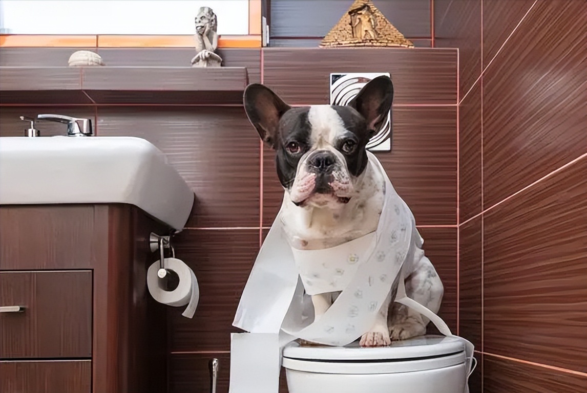 养狗10年才知道狗狗也会有胃胀气,养狗知识狗狗一天该拉几次粑粑