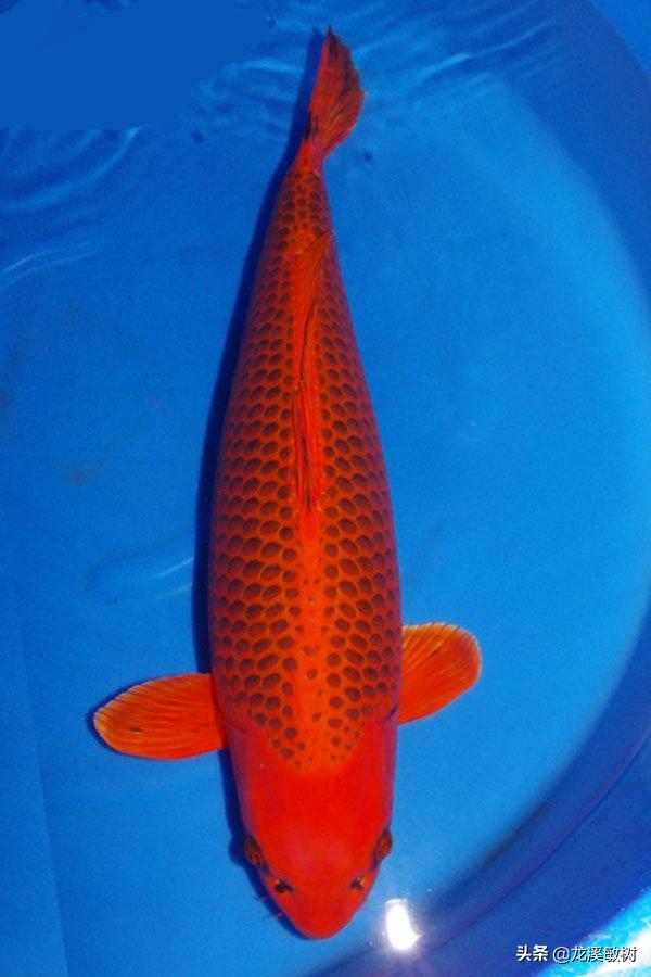 锦鲤分多少种什么样的锦鲤最好养,锦鲤要怎么选才能选到好的锦鲤