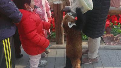 一天玩遍北京野生动物园,包场去鸟巢