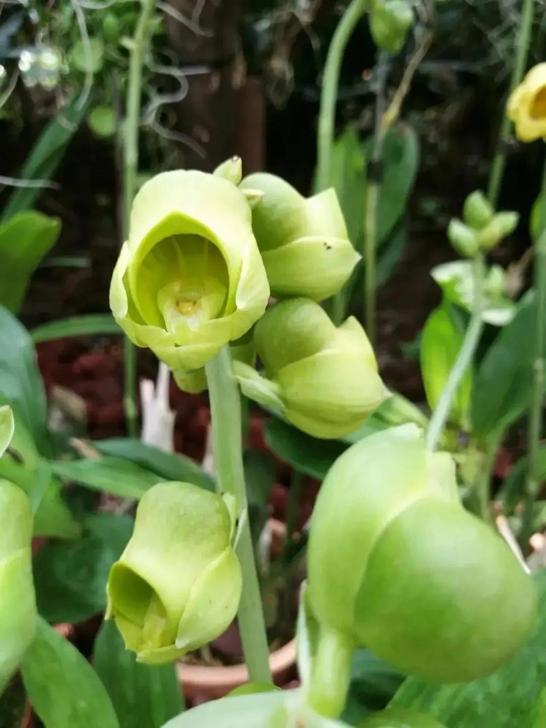 罕见漂亮的鲜花,全球最漂亮的鲜花