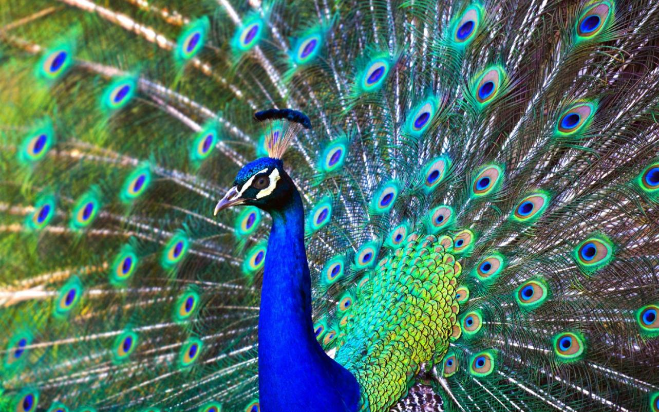 鸡窝真能飞出“凤凰”！安徽居民家中惊现大鸟，专家竟认错物种？