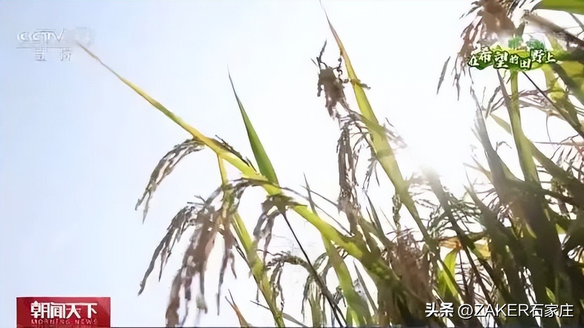 早新闻10.4|降温来袭，注意防寒保暖；一批小游园亮相；石家庄：享书香假期；“石家庄小导游”快来报名