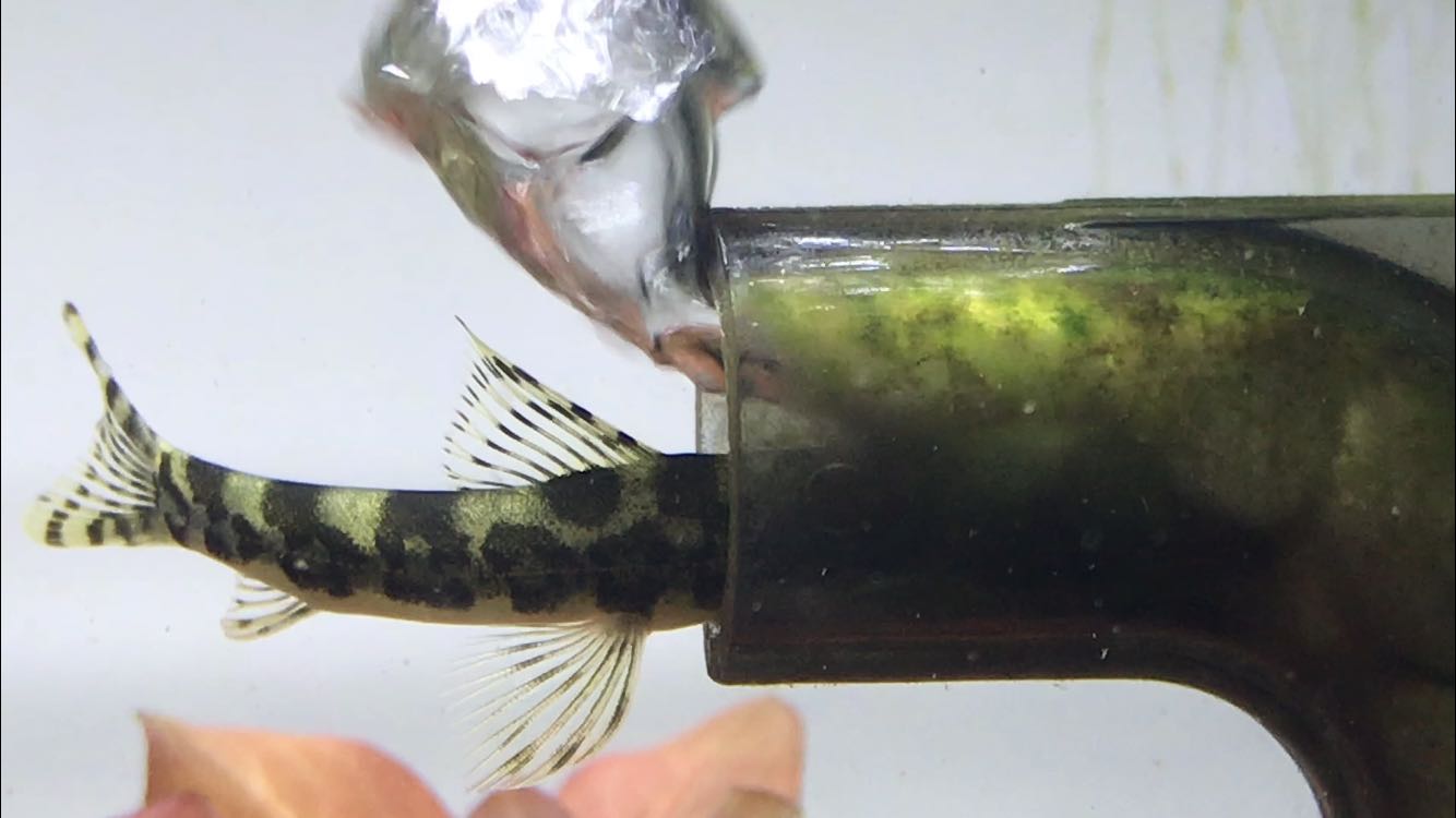 清洁鱼有什么用,冷清洁鱼有哪些