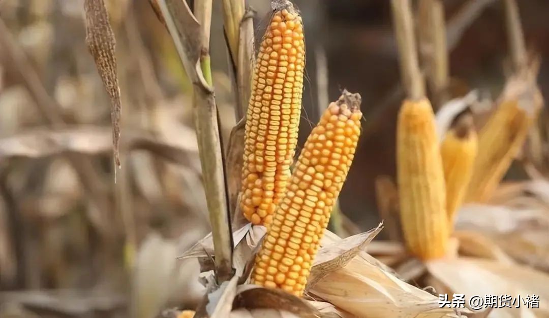 玉米市场本周行情及后市分析,本周玉米市场行情震荡调整分析