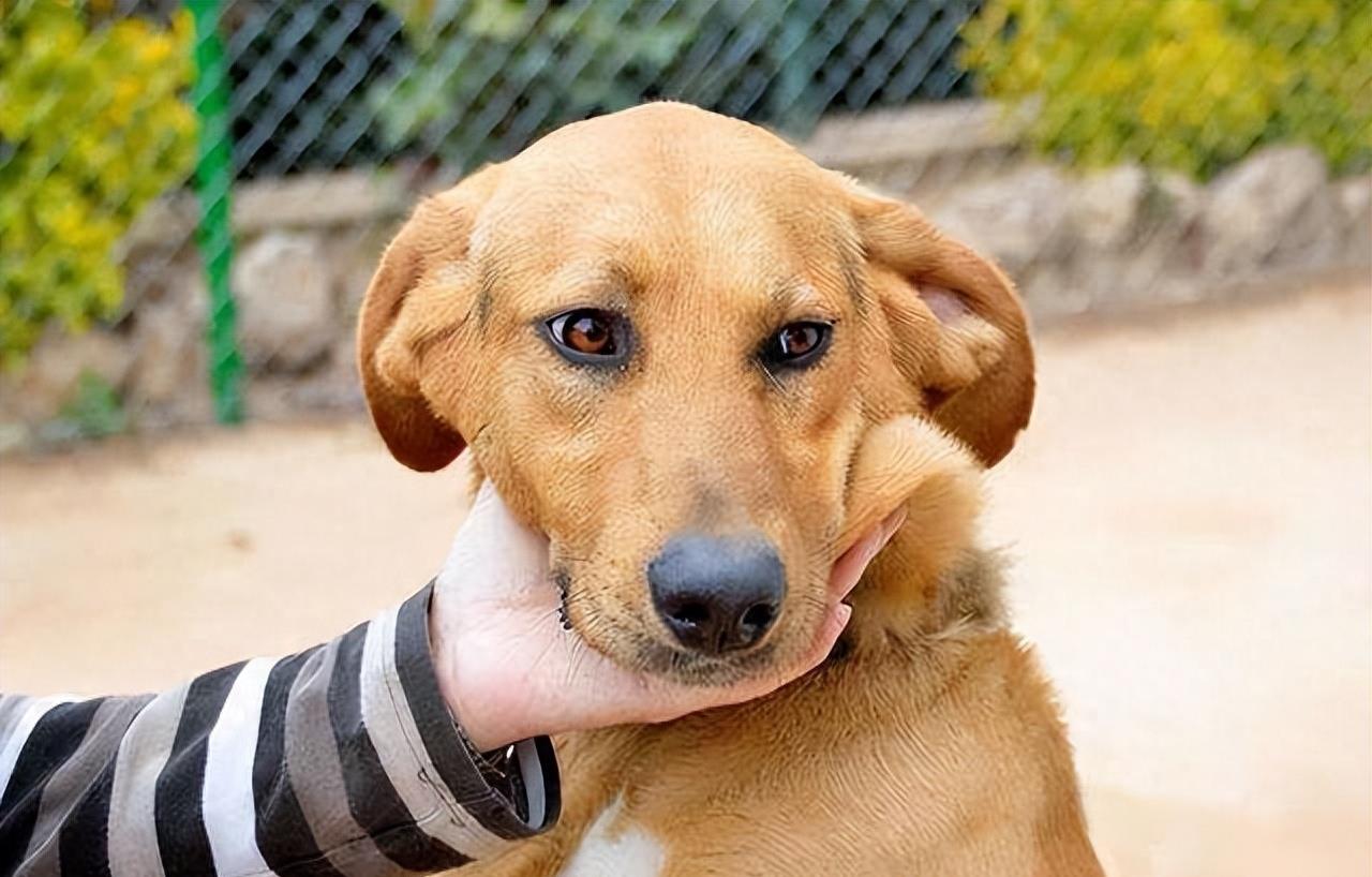 摸狗下巴笑得呲牙的狗狗,抚摸狗狗脑袋它是怎么想的