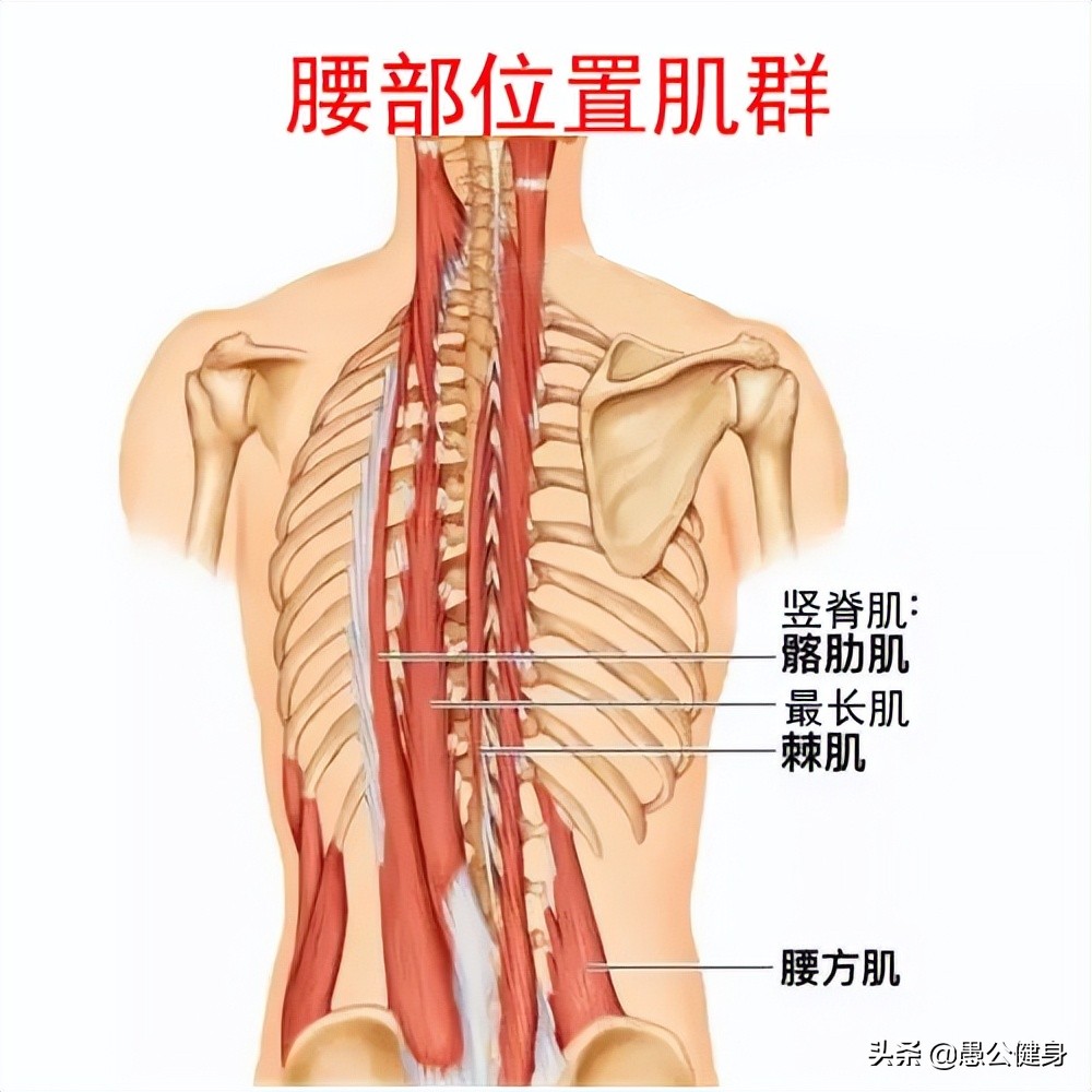 如何锻炼腰肌防止腰肌劳损,日常腰肌锻炼七种简单方法