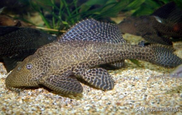 清道夫来源于哪个国家,清道夫鱼在印度是怎么栽跟头