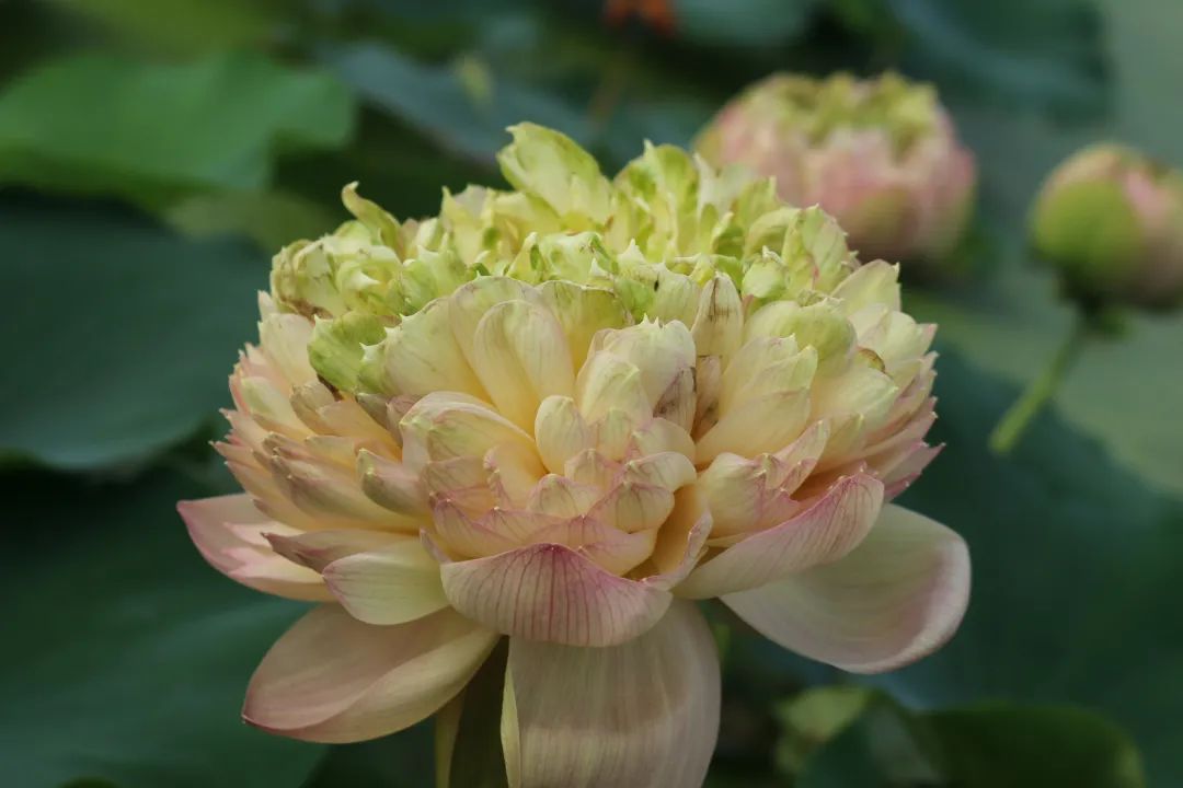 绝美的荷花品种大全图集,超好看荷花品种大型荷花