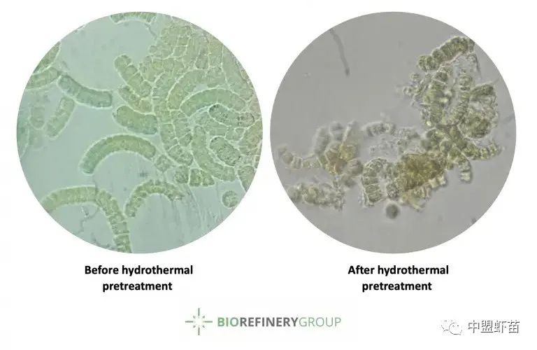 什么是螺旋藻？虾池添加螺旋藻的好处有哪些？养殖高手跟你揭露！