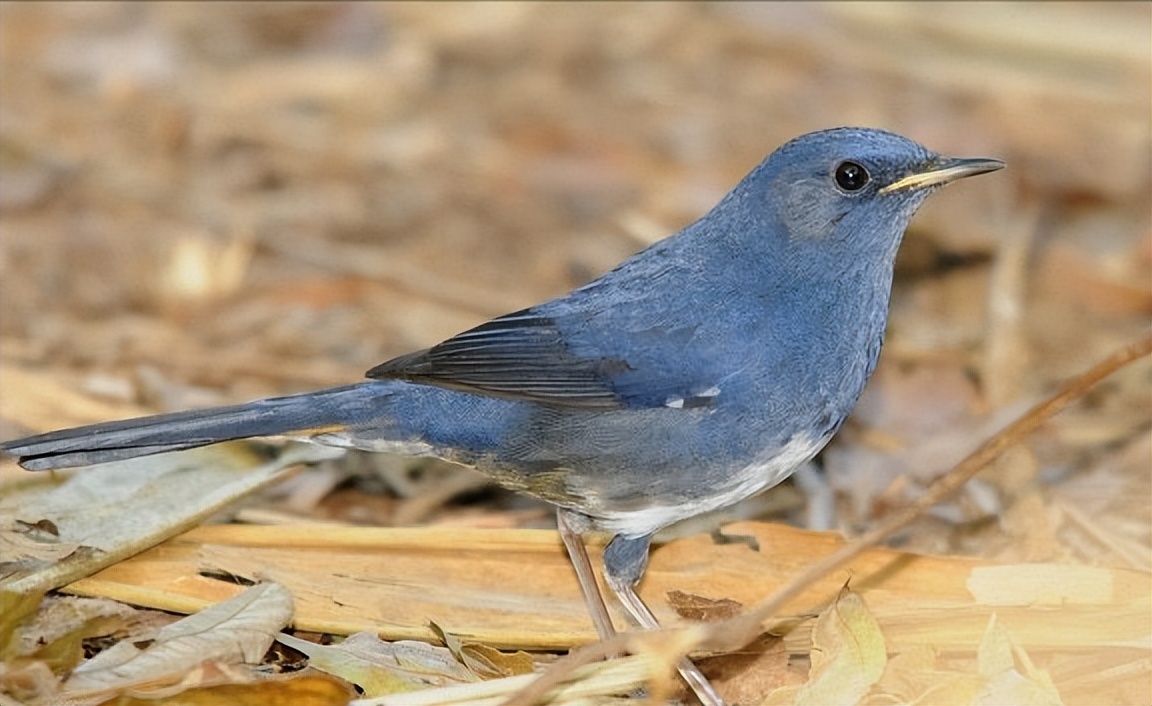 所有鸟图片大全大图,50张最佳鸟类摄影作品