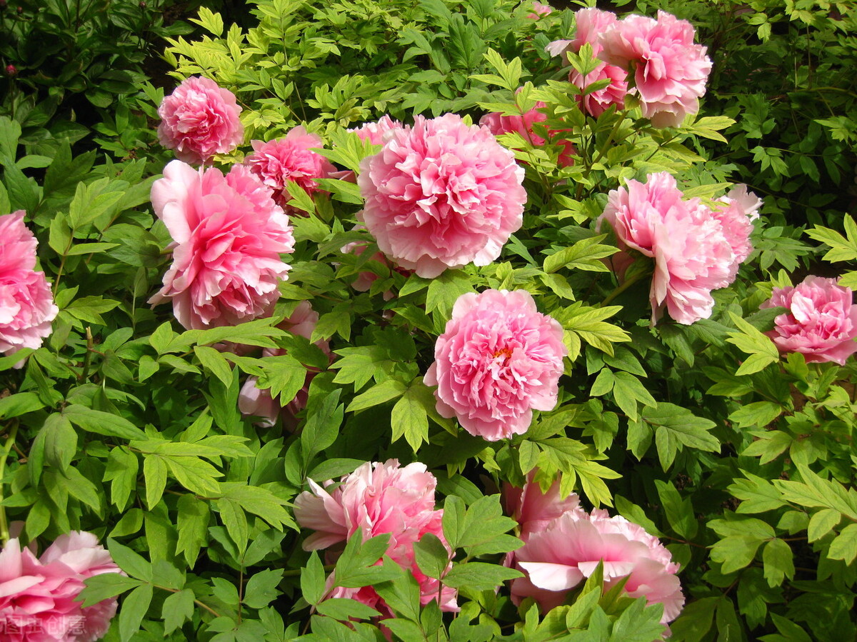 牡丹和国花的区别,国花牡丹相关书籍