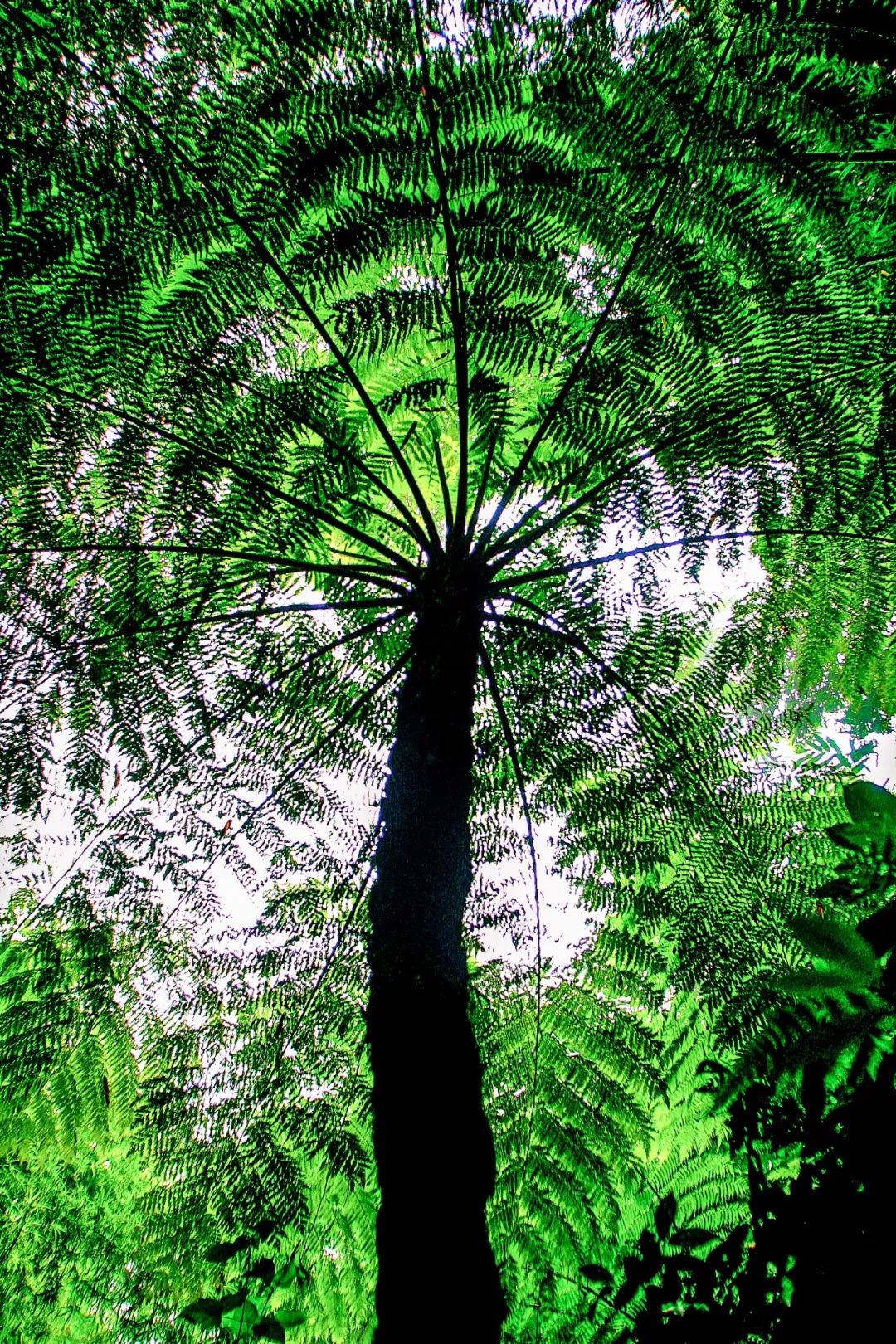 绿色狂想曲,绿色狂想曲三年级