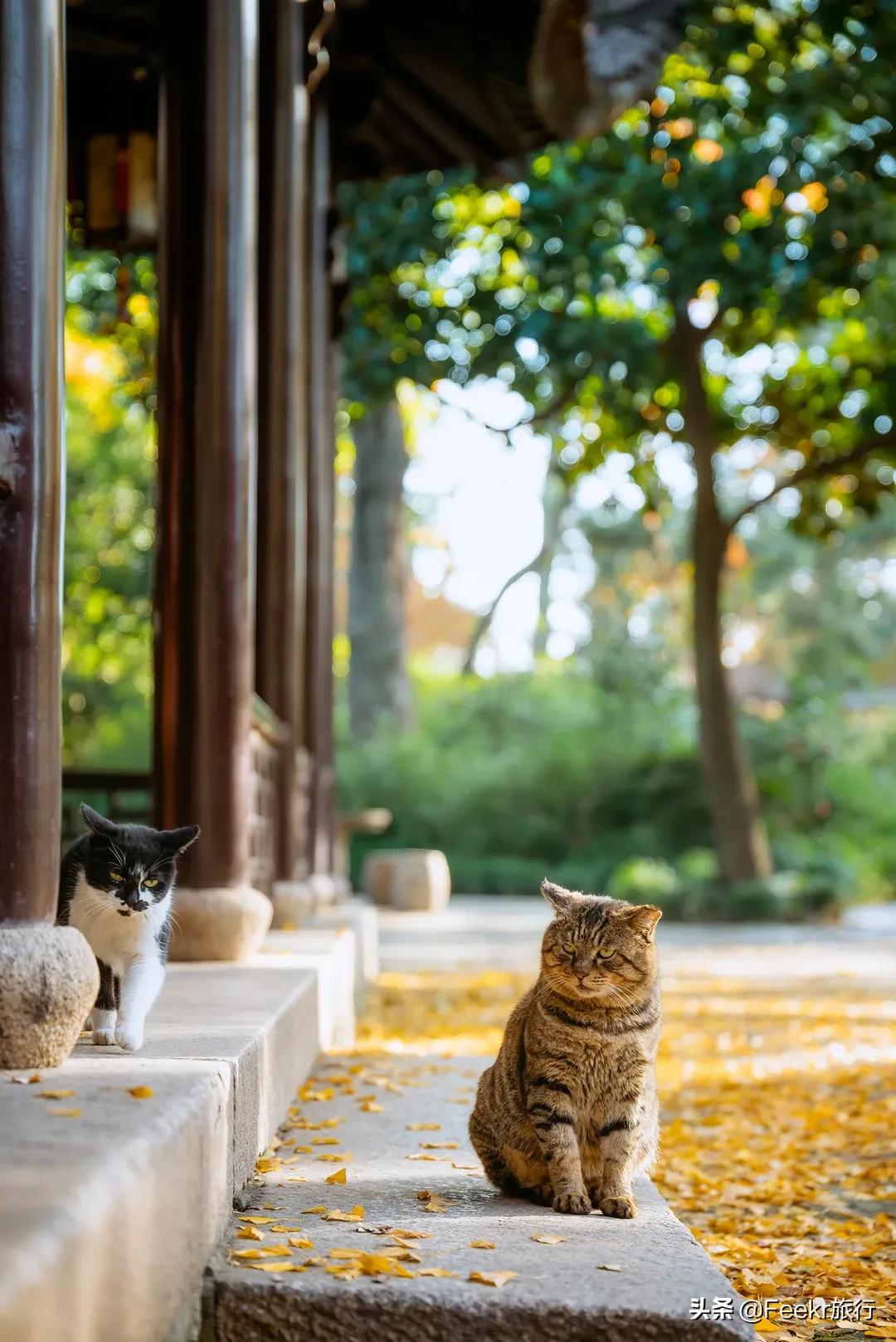 秋季苏州最值得打卡的地方,苏州秋天网红打卡地公园