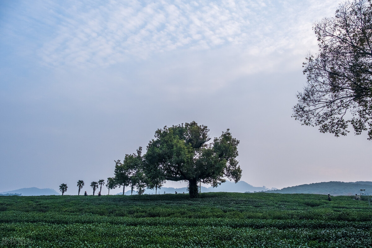 种植专业合作社有什么好处和坏处,农业合作社的危害