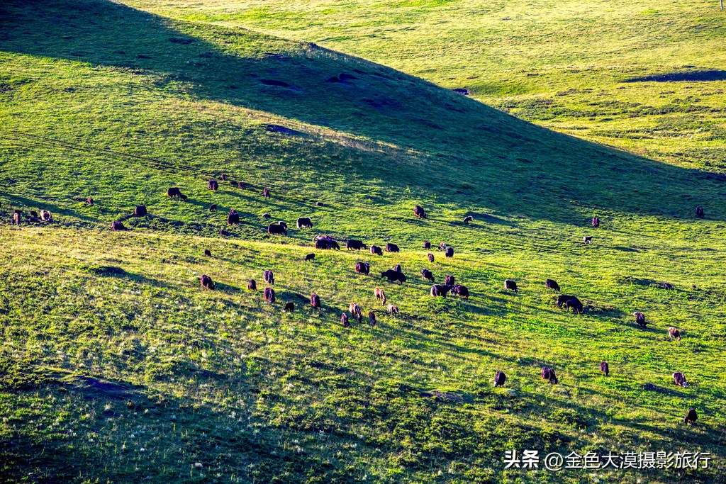 甘南之行第十一站河曲马场,甘南河曲马场视频