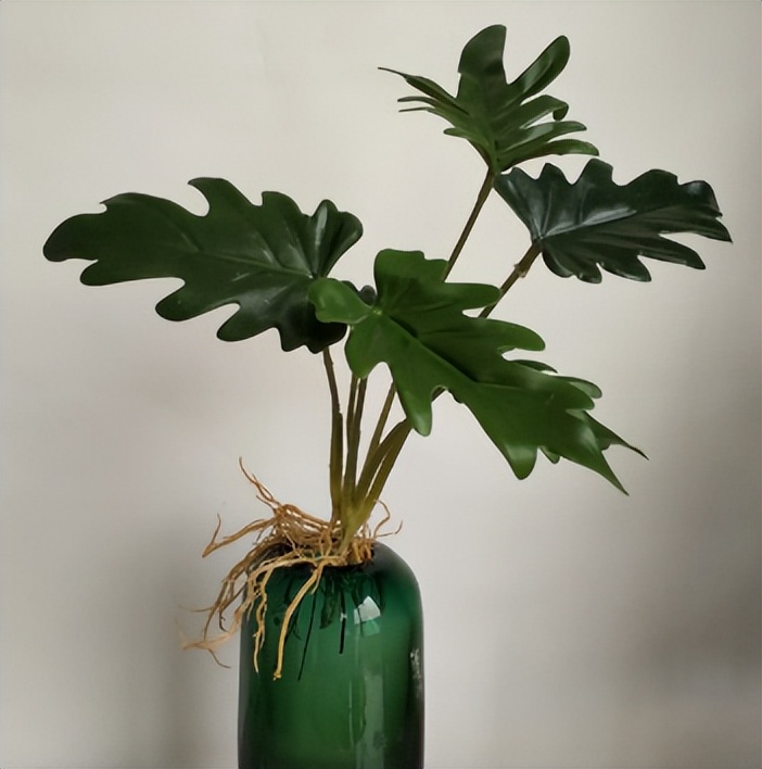 大叶春雨的功效和副作用有哪些,大叶春芋可以放在卧室吗