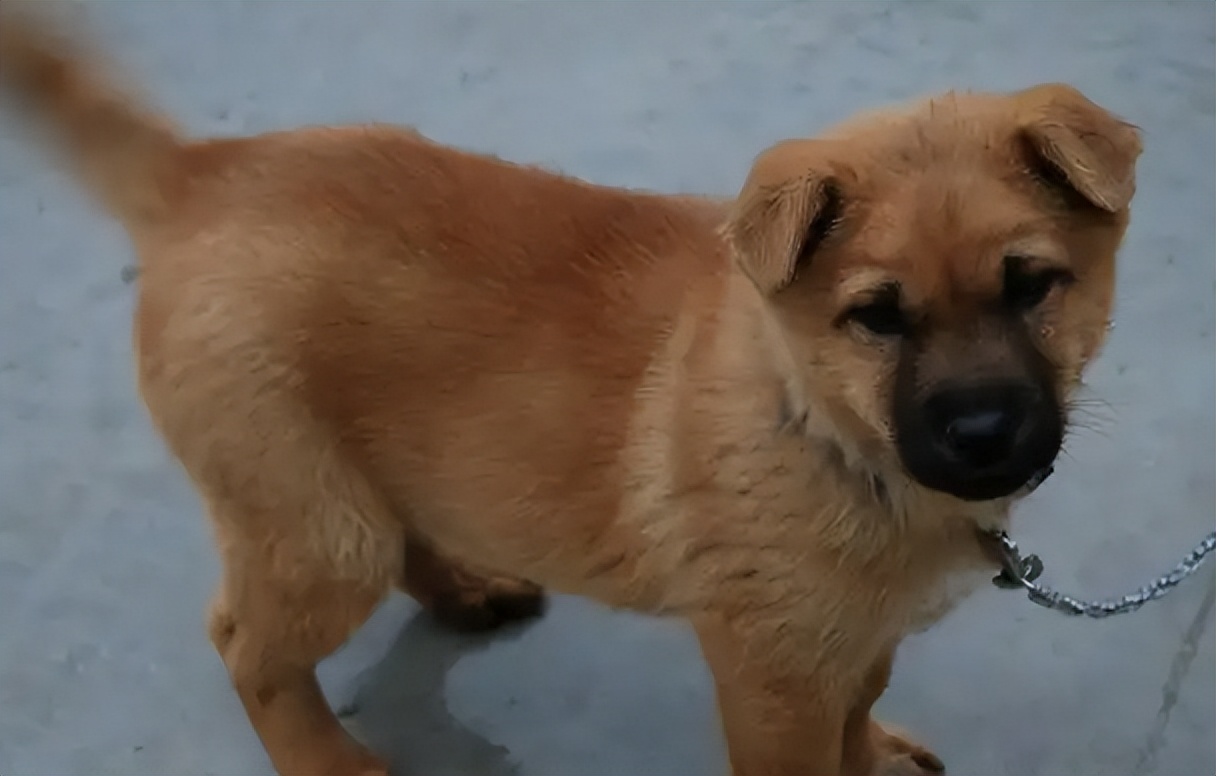 狗一般活多久狗都会死在哪里,全部狗狗的寿命排名