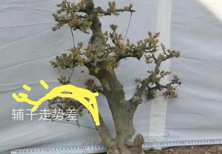 盆景枝托怎么分布,双干式盆景造型设计